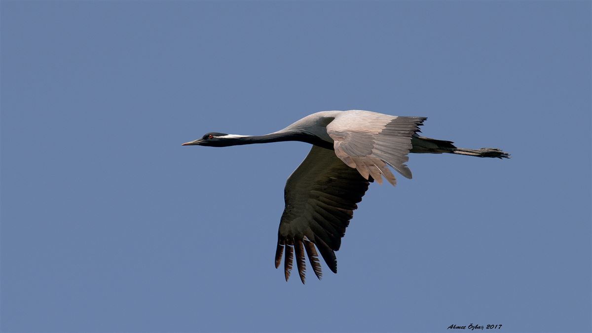 Demoiselle Crane
