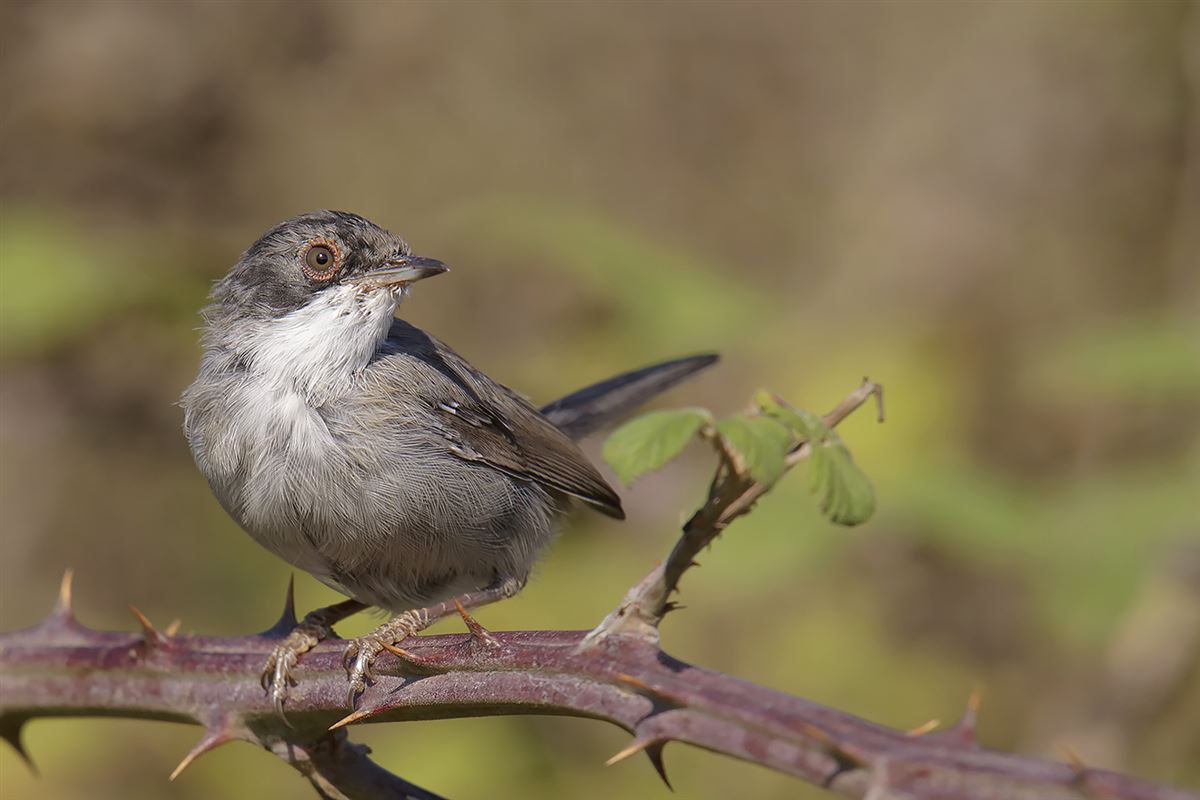 Sardinian Warbler