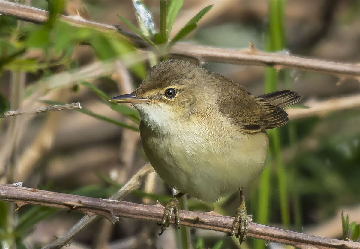 Marsh Warbler