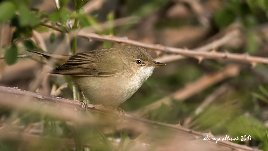 Marsh Warbler