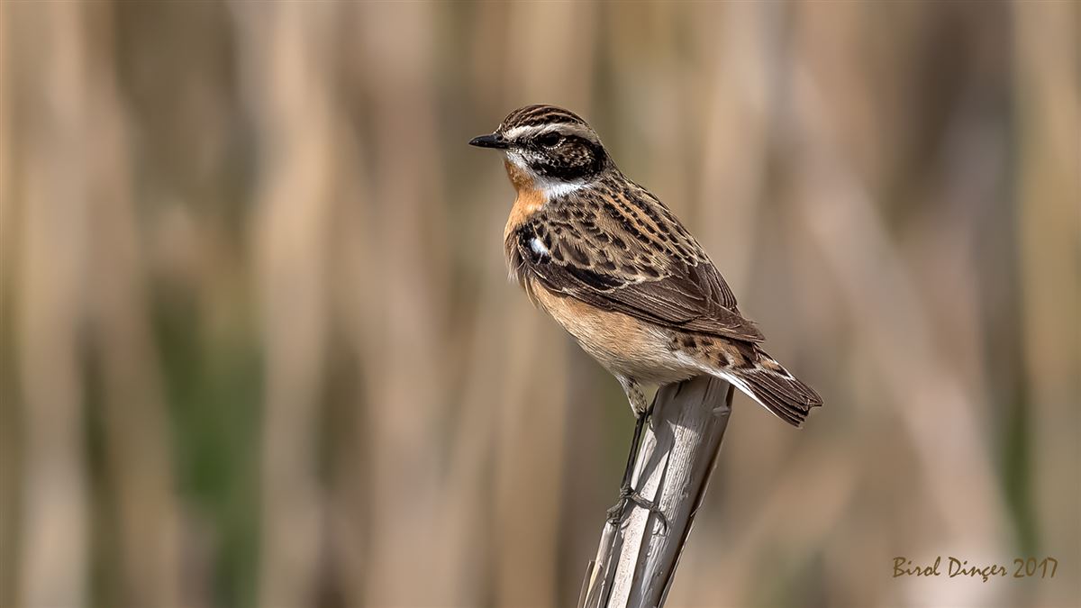 Whinchat