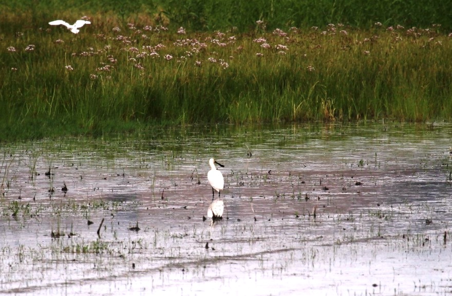 Eurasian Spoonbill