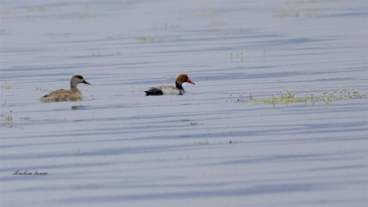 Red-crested Pochard