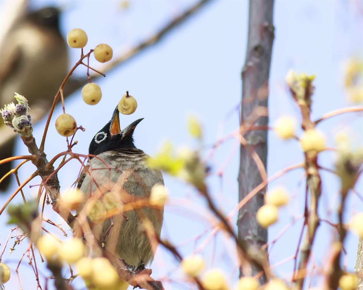 White-spectacled Bulbul