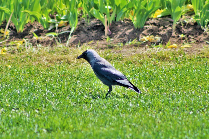 Western Jackdaw
