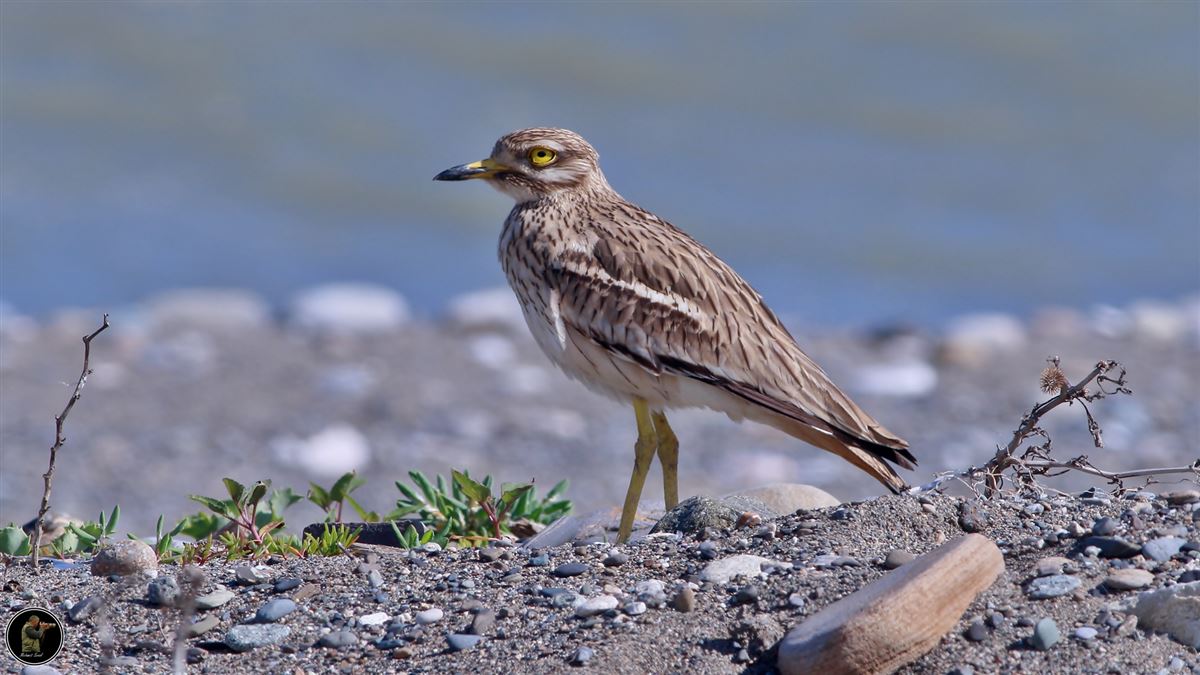 Eurasian Stone-curlew