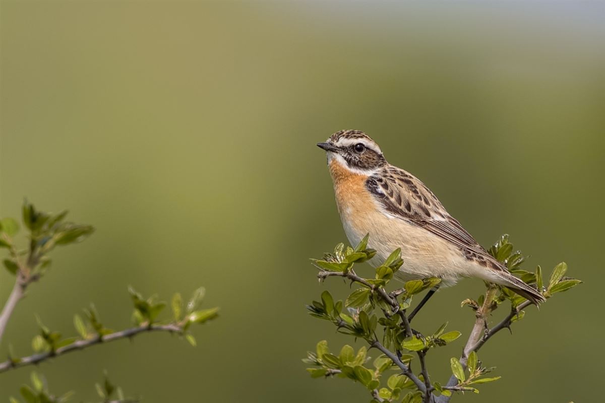 Whinchat
