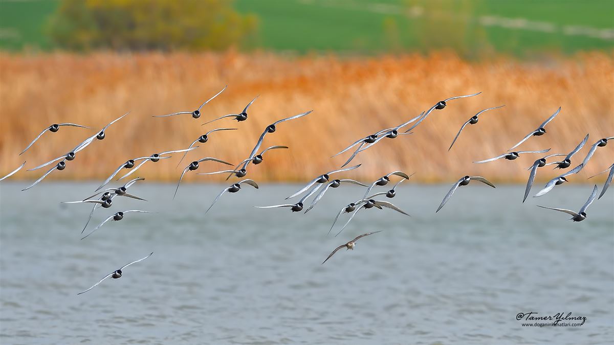 Whiskered Tern
