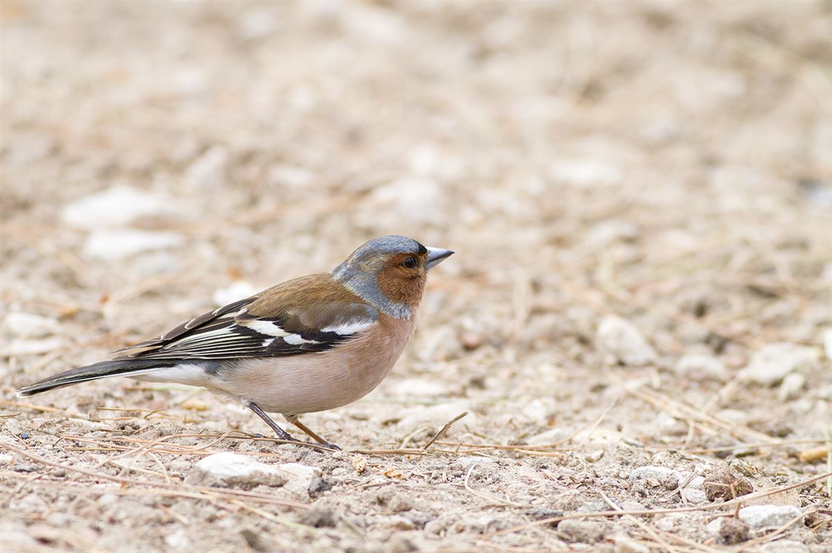 Eurasian Chaffinch