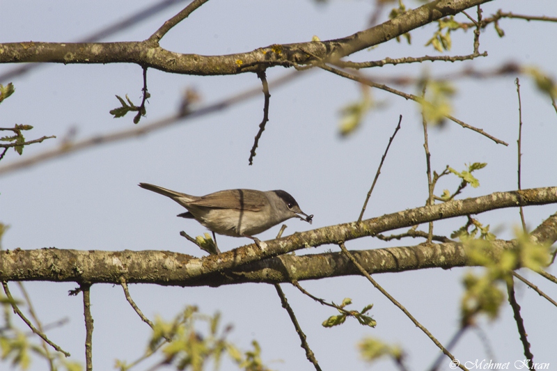 Eurasian Blackcap