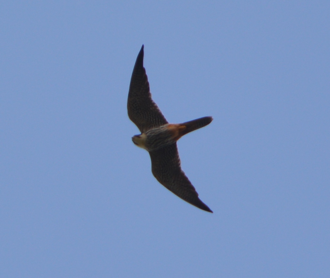 Eurasian Hobby