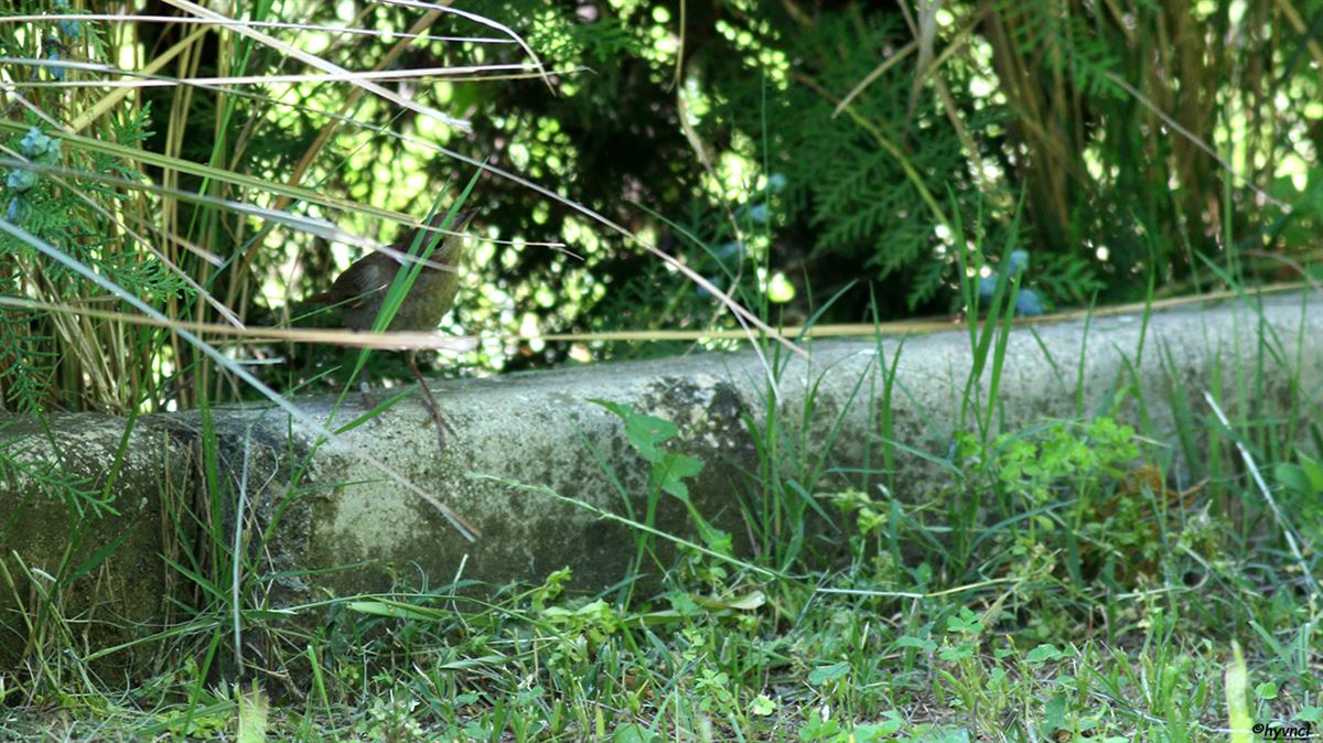 Thrush Nightingale