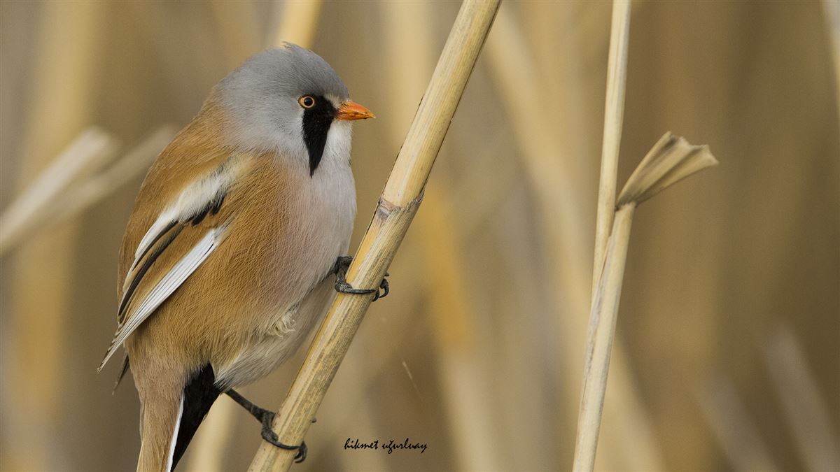 Bearded Reedling