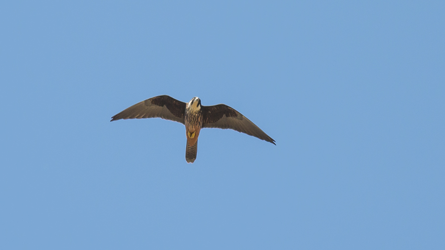 Eleonora`s Falcon