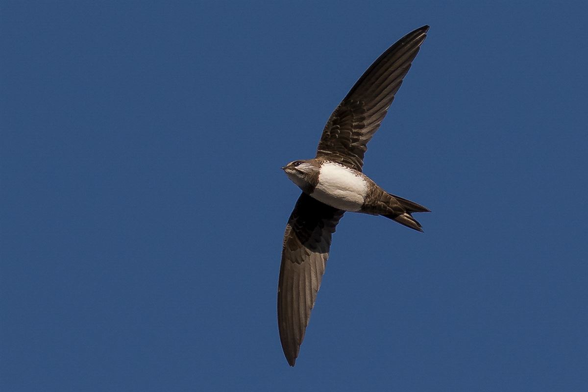 Alpine Swift