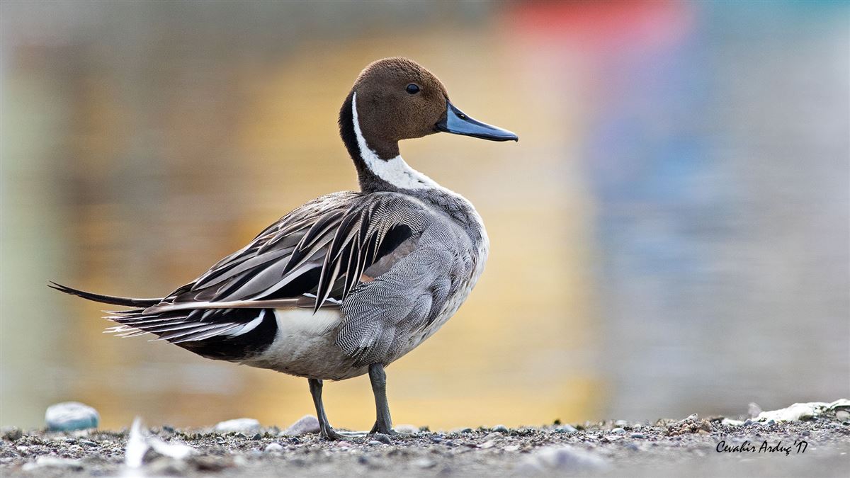 Northern Pintail