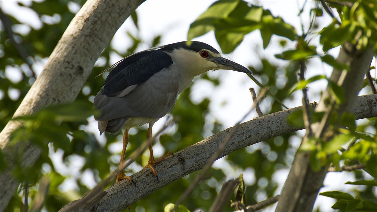 Black-crowned Night Heron