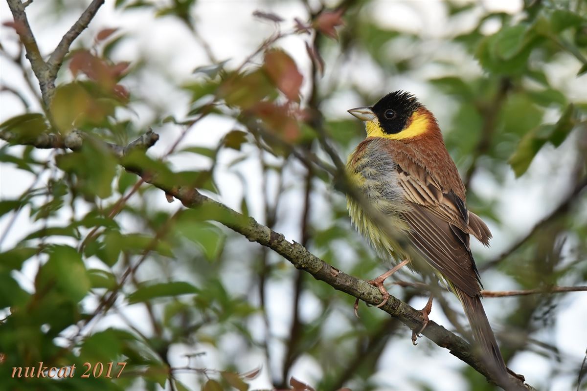 Black-headed Bunting