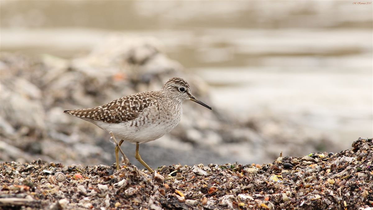 Wood Sandpiper