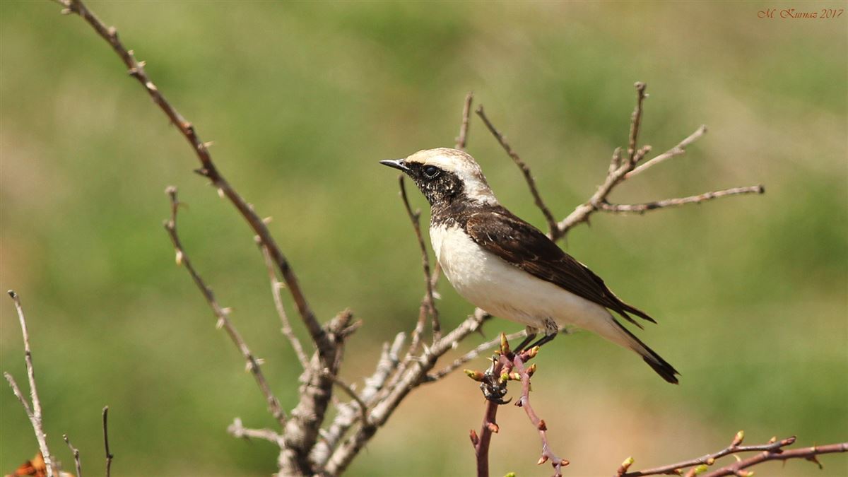 Pied Wheatear