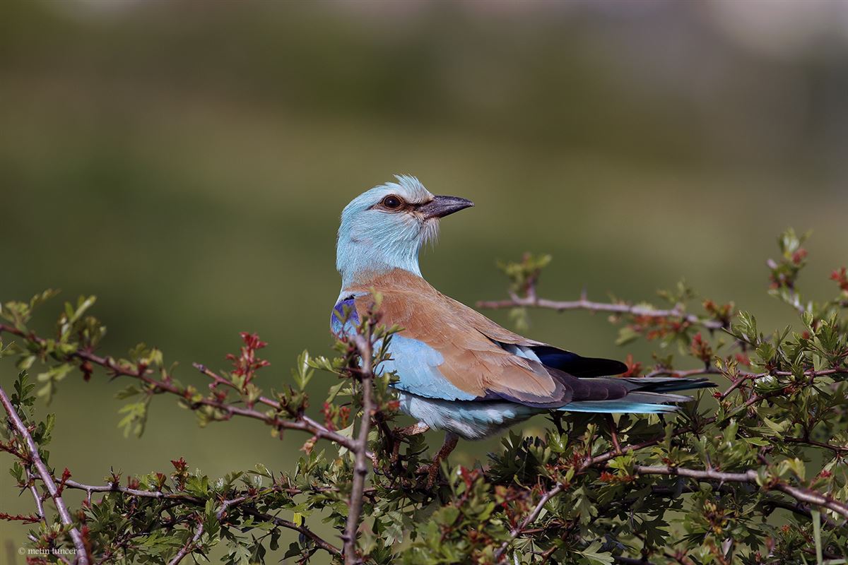 European Roller