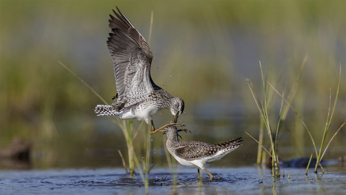 Wood Sandpiper