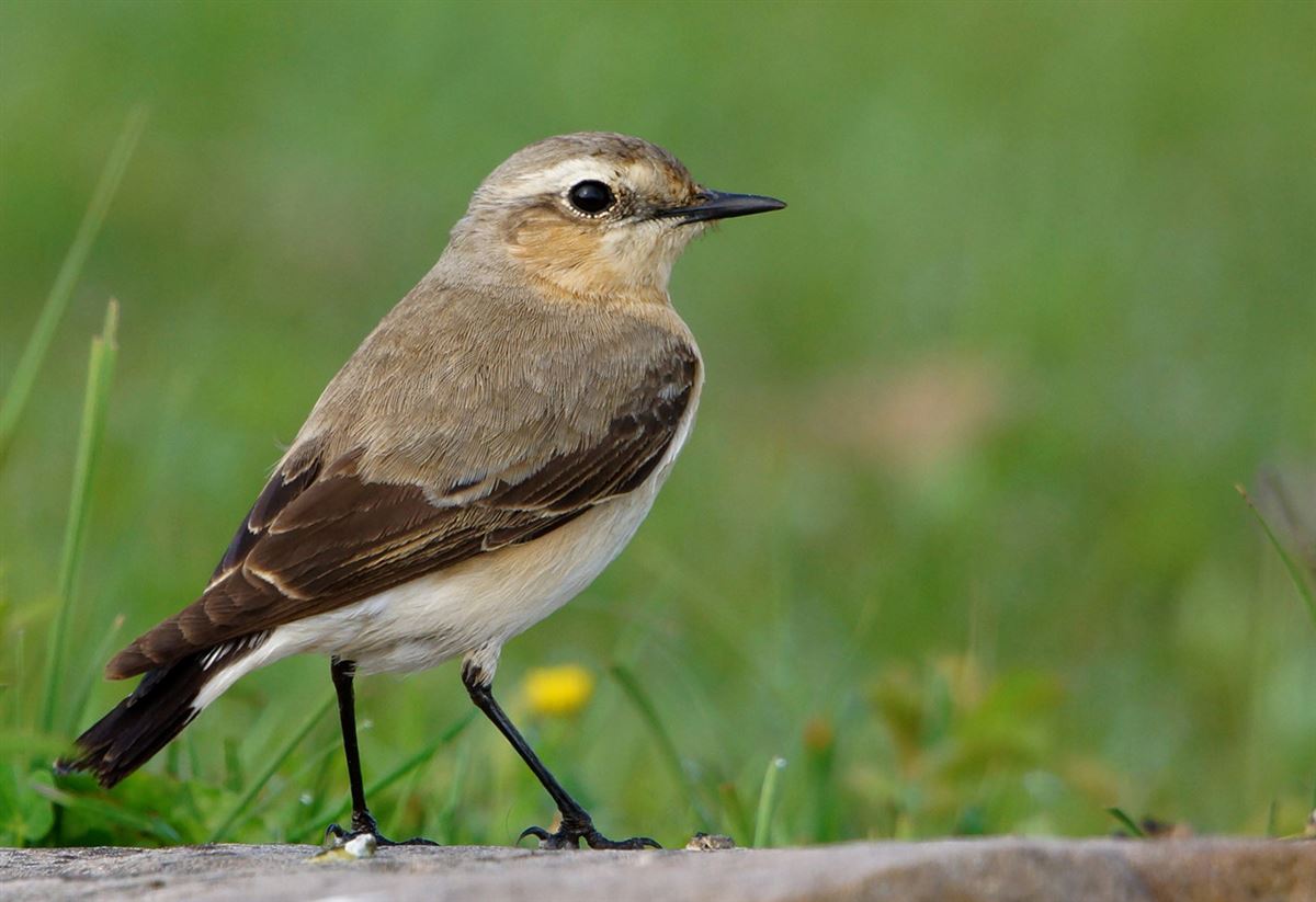 Northern Wheatear