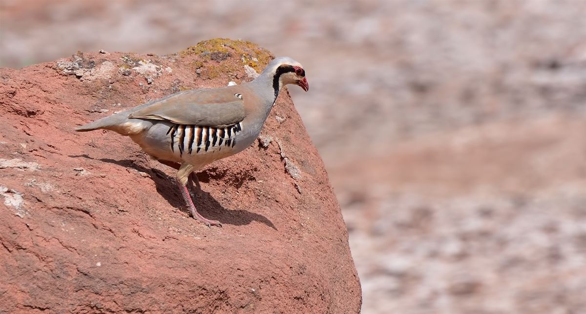 Chukar Partridge