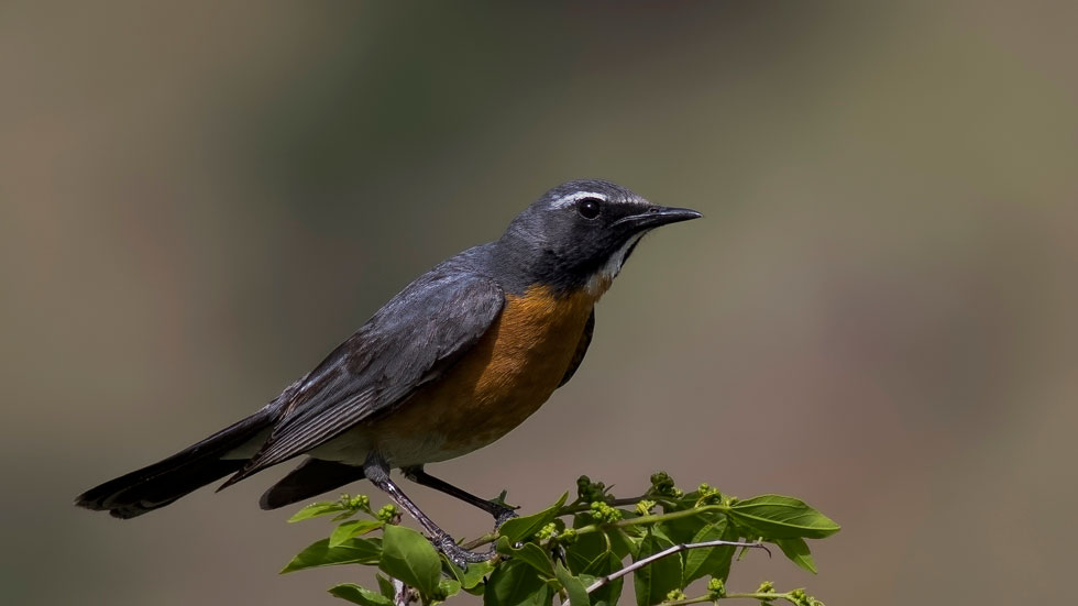 White-throated Robin
