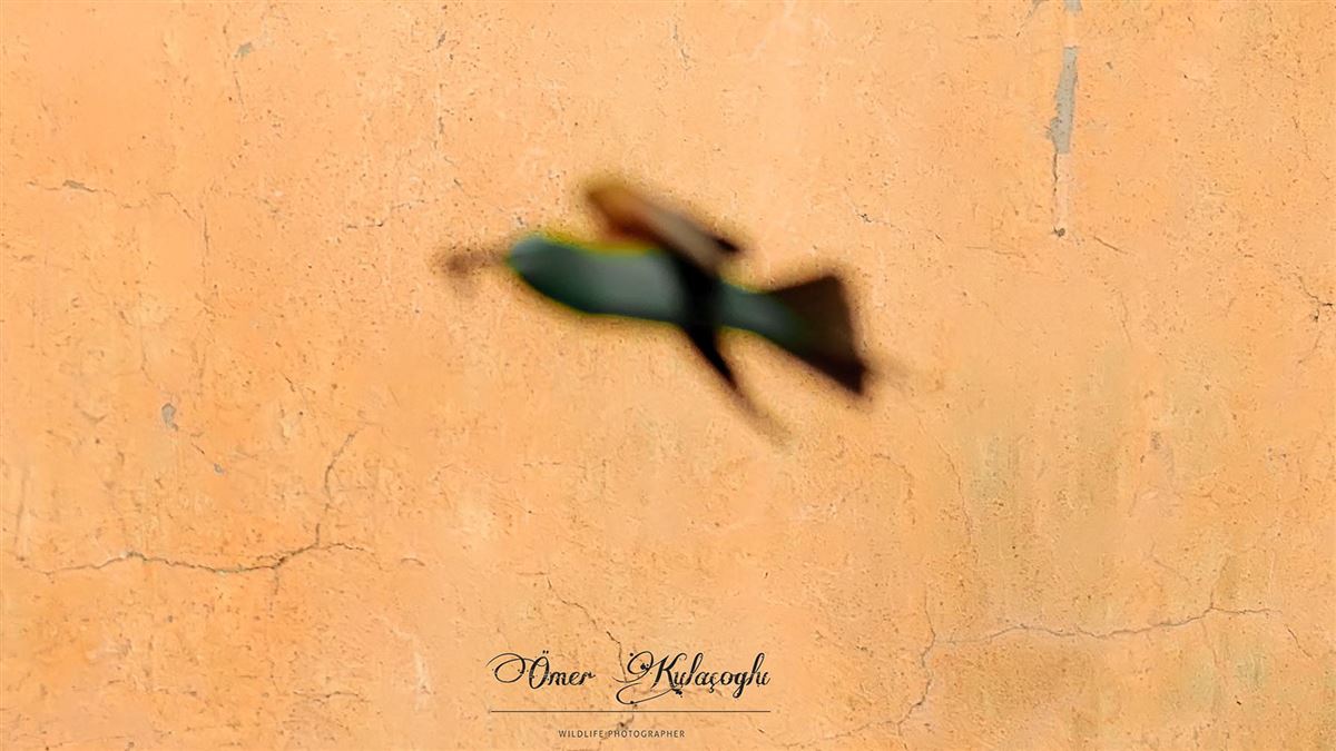 Blue-cheeked Bee-eater