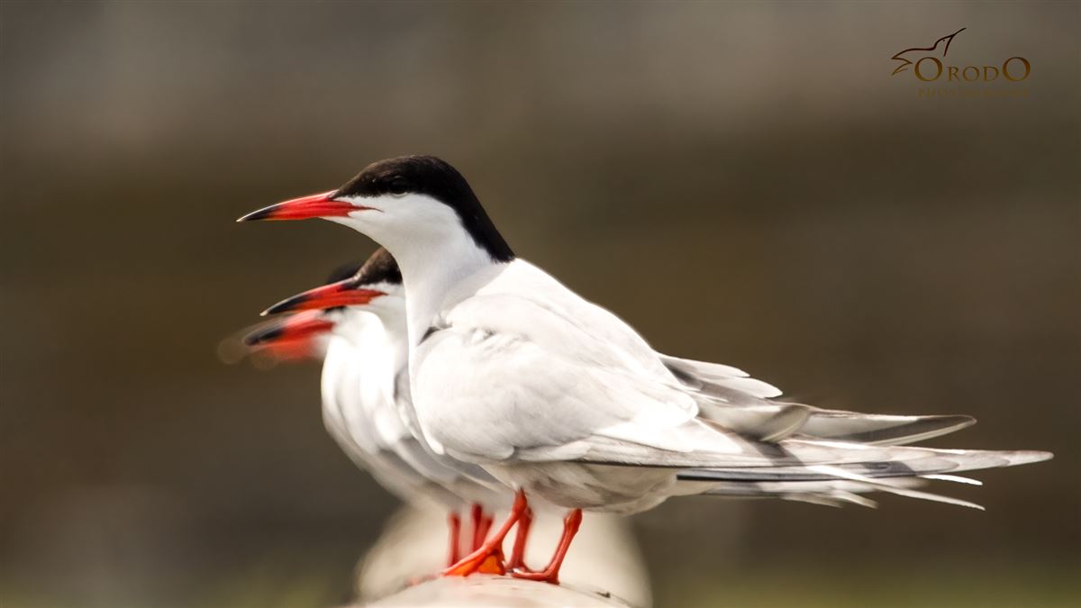 Common Tern
