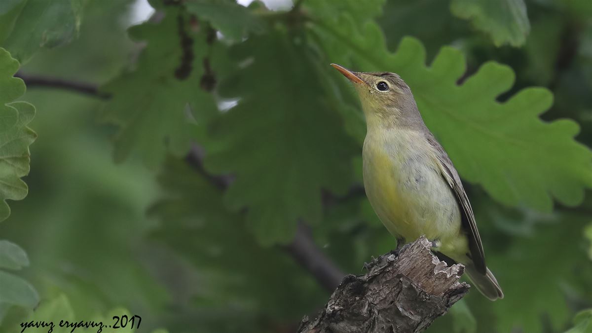 Icterine Warbler