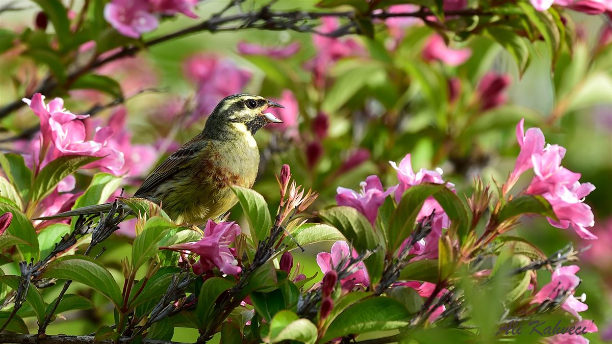Cirl Bunting