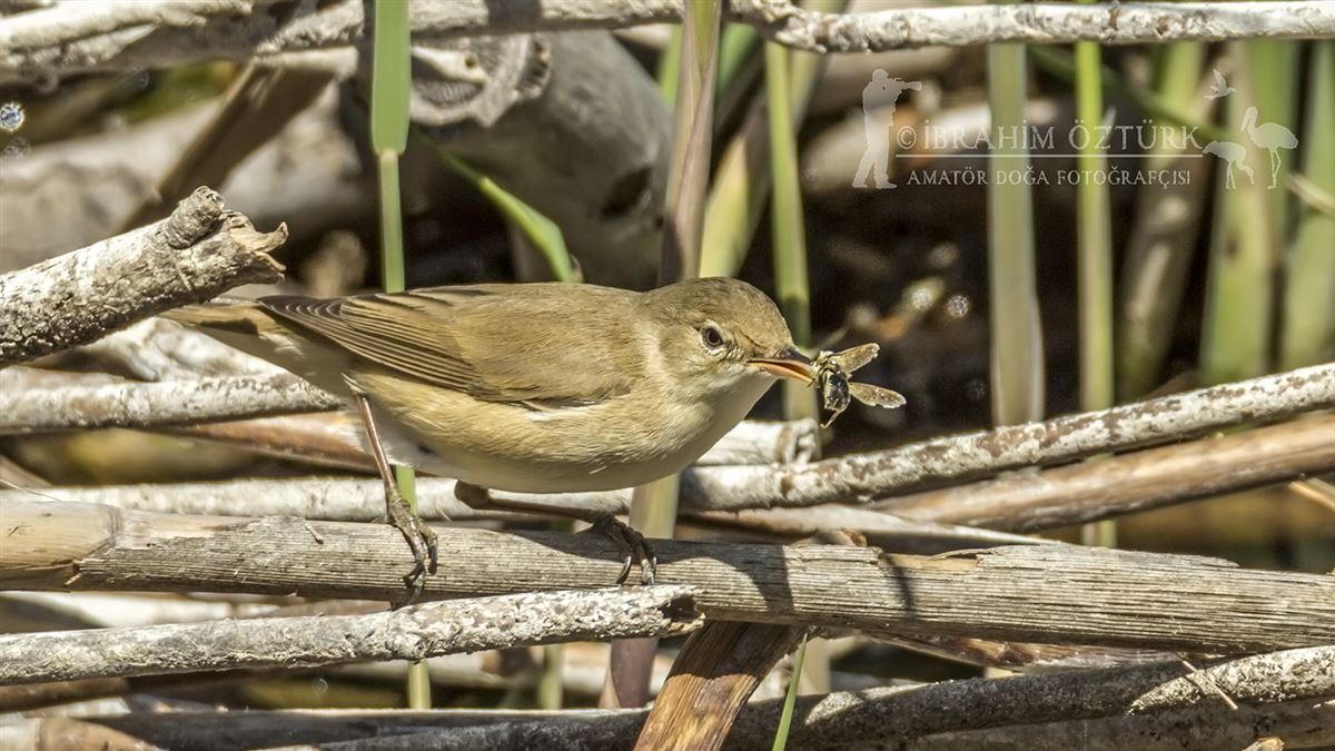 Common Reed Warbler