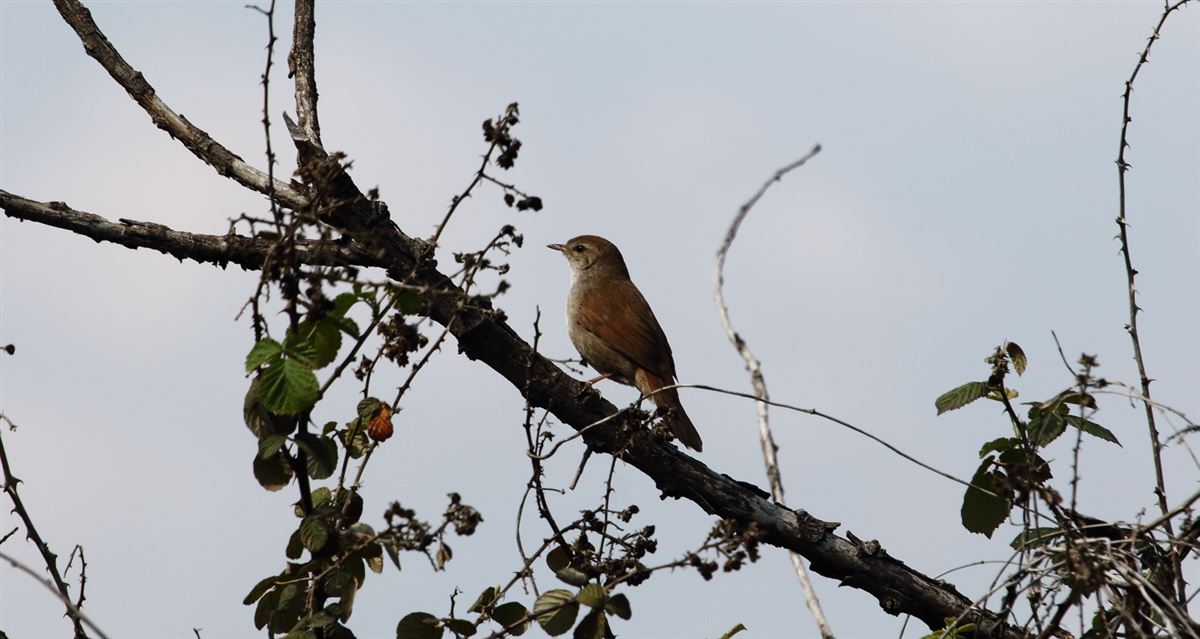 Cetti`s Warbler