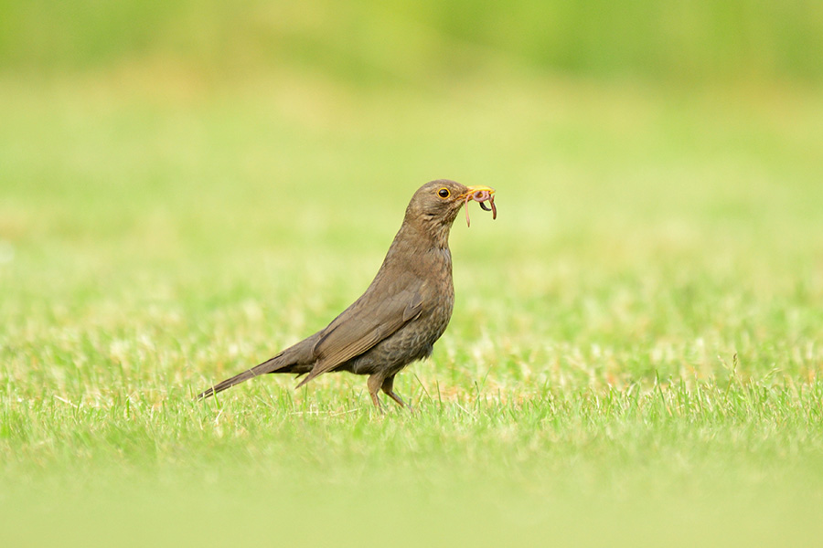 Common Blackbird