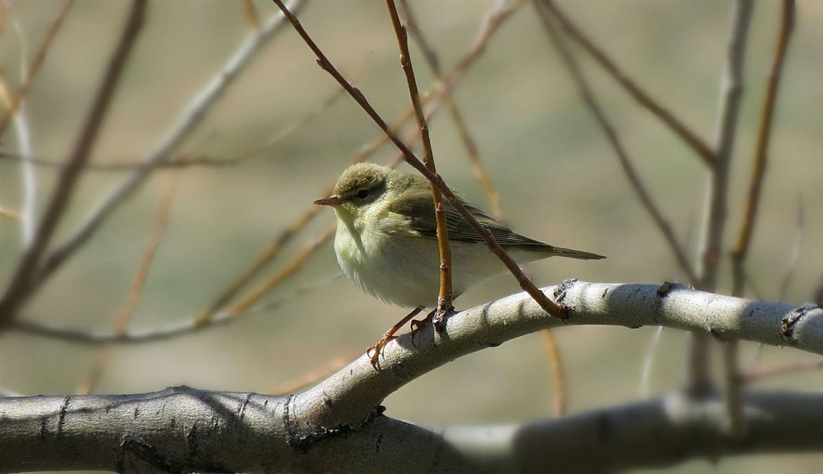 Willow Warbler