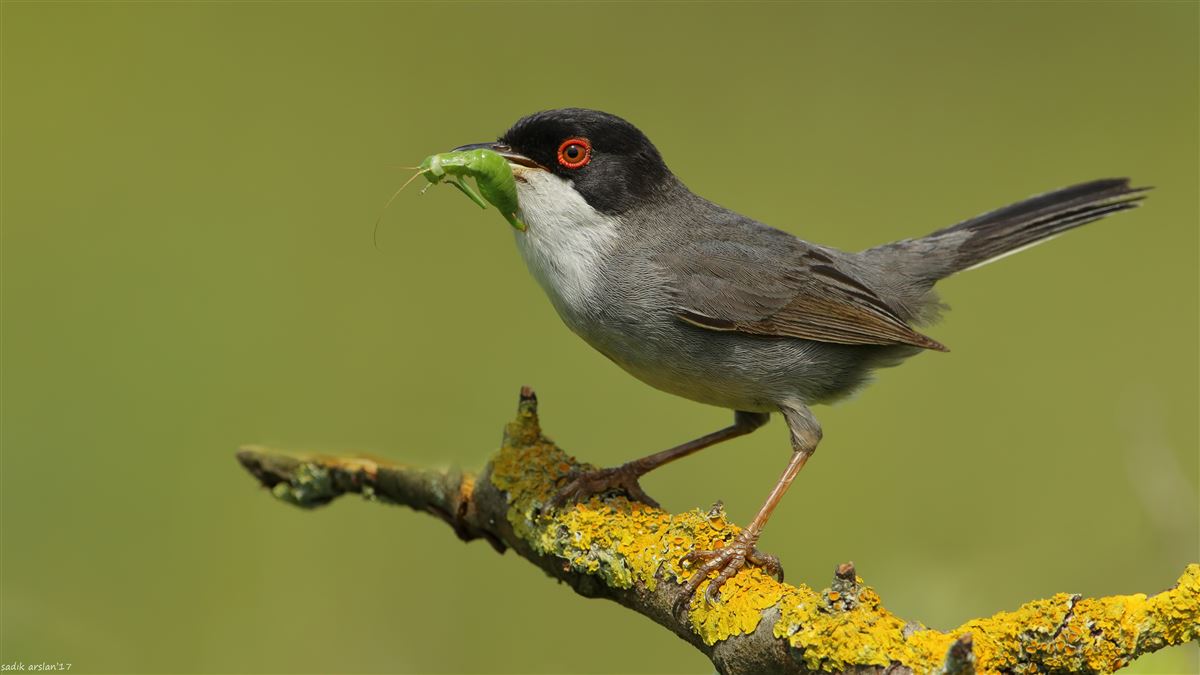 Sardinian Warbler
