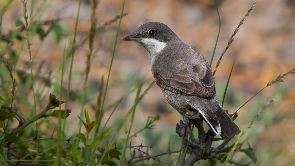 Eastern Orphean Warbler