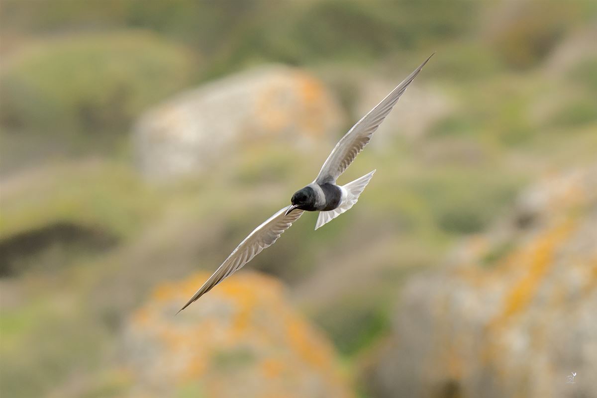 Black Tern