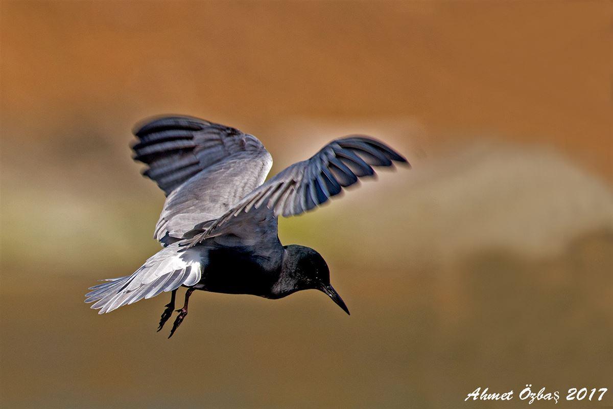 Black Tern