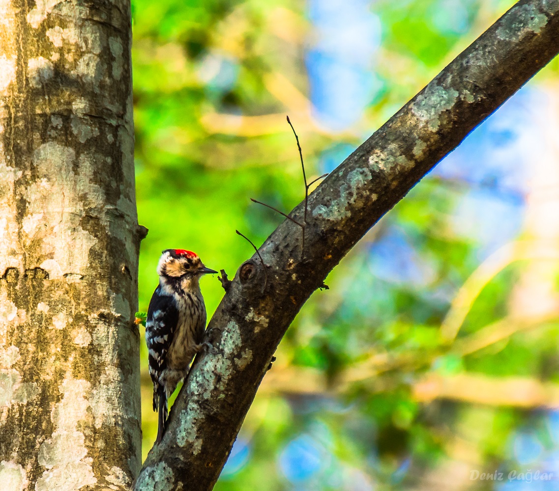 Lesser Spotted Woodpecker