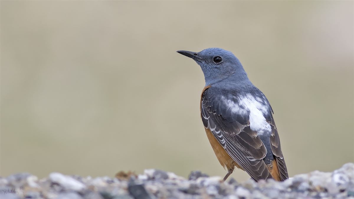 Common Rock Thrush