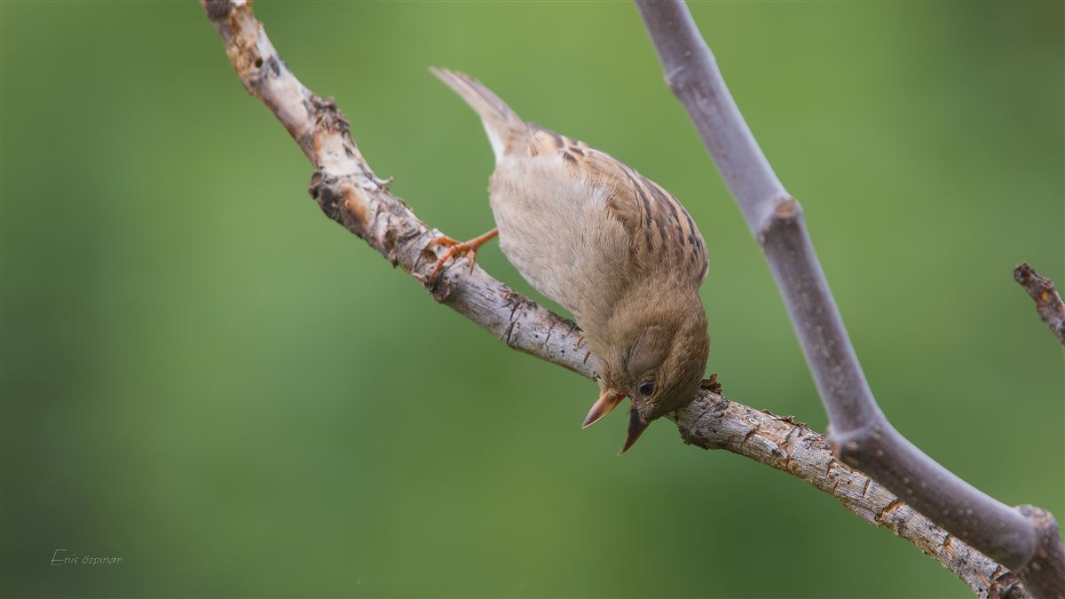 House Sparrow