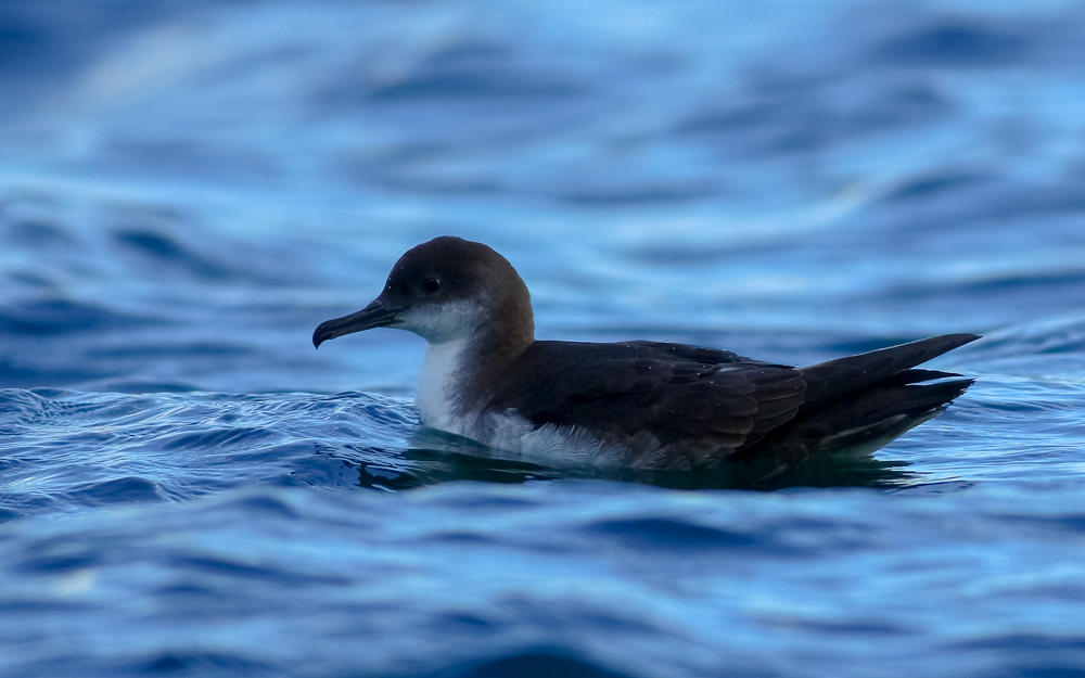 Yelkouan Shearwater