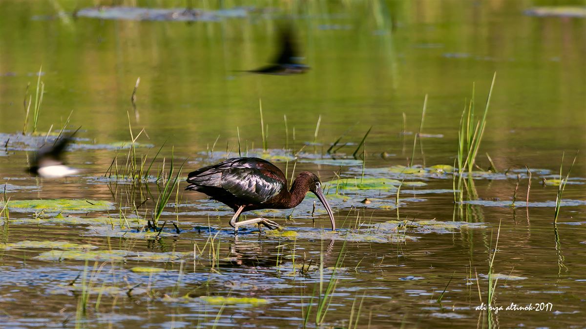 Glossy Ibis