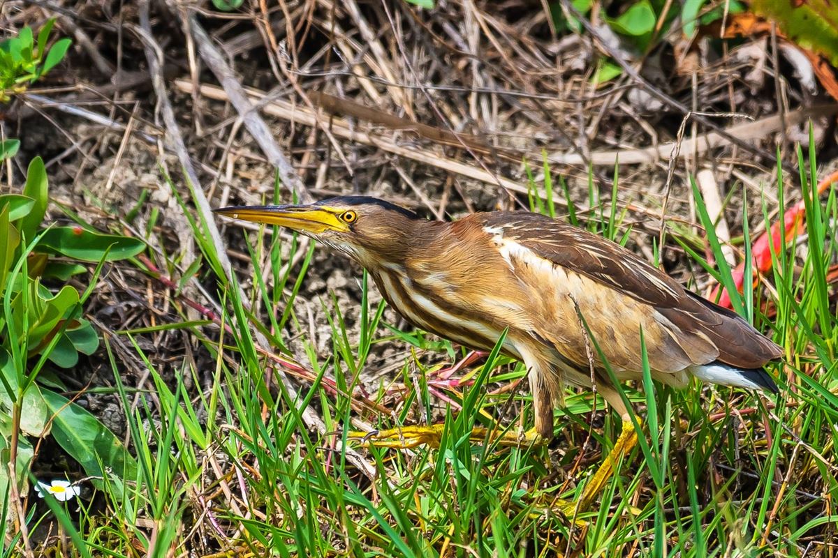 Little Bittern