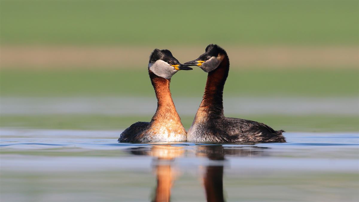 Red-necked Grebe
