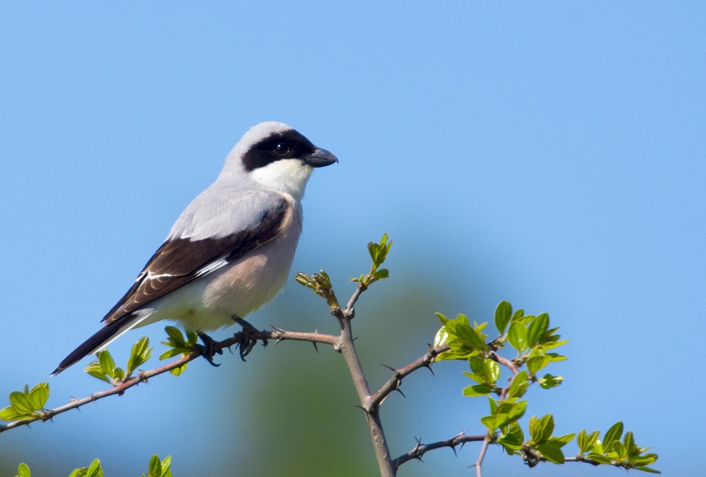 Lesser Grey Shrike