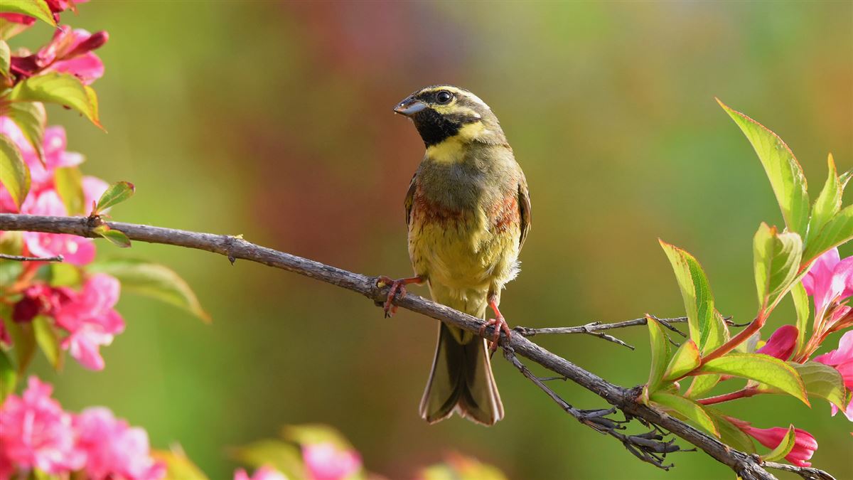 Cirl Bunting